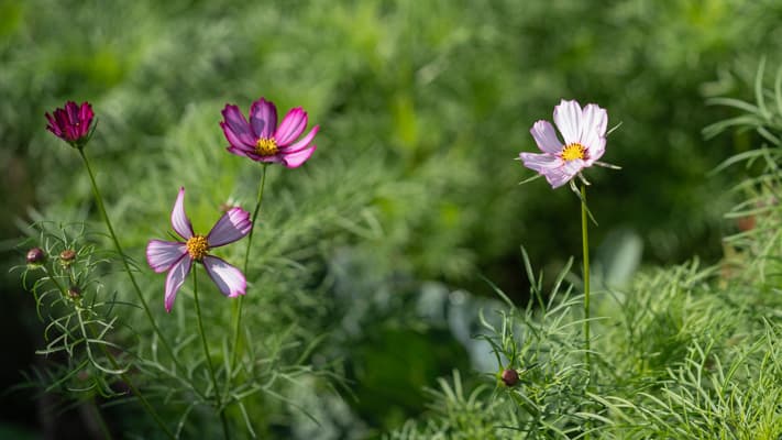 Fleurs de cosmos au potager