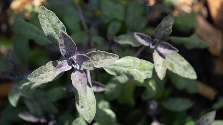 Sauge du jardin